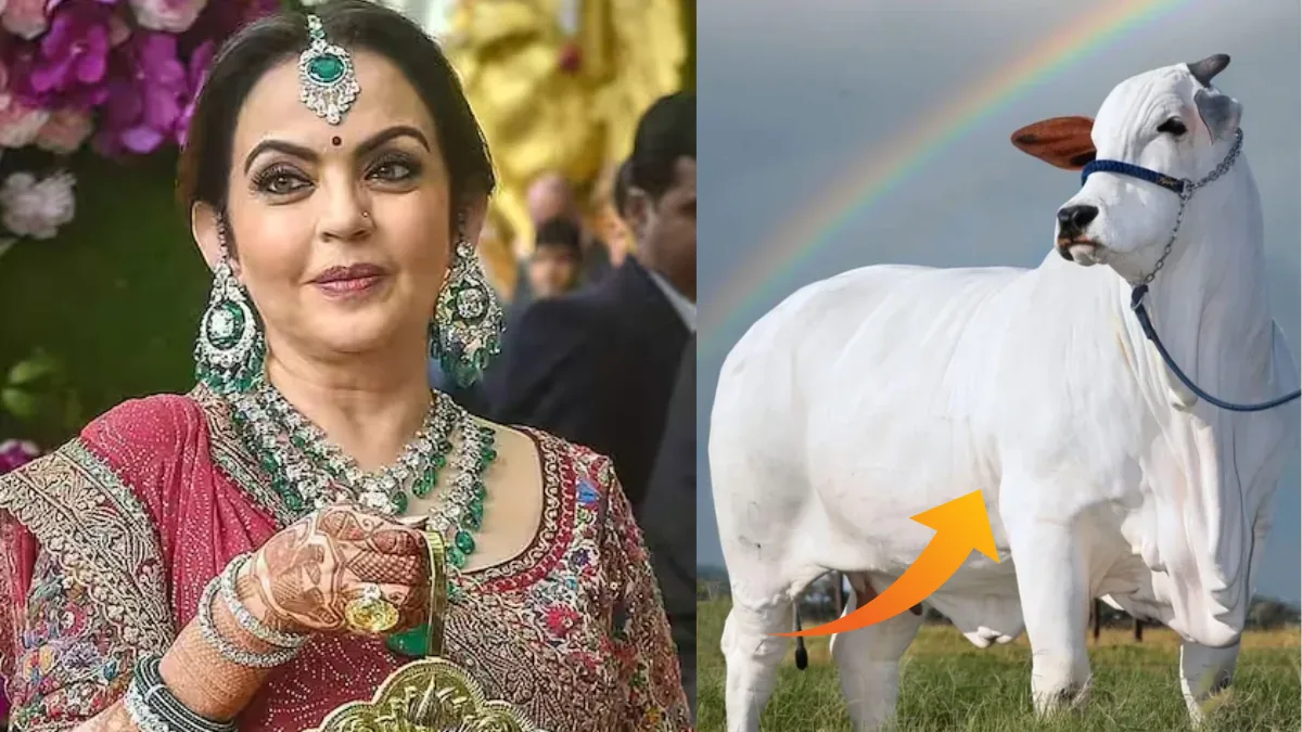 नीता अंबानी पीती हैं स्पेशल गाय का दूध, जो ₹25,000 के गद्दे पर सोती है – जानिए इसकी कीमत 2 Nita Ambani special cow milk